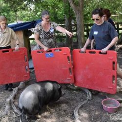 Use of crowd boards in a miniature pig. Photo: Dr. K. Mozzachio