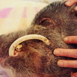 Embedded tusk in a miniature pig; Photo: Dr. K. Mozzachio