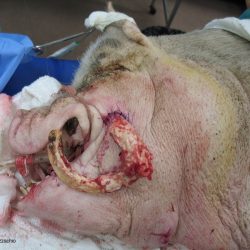 Extracted tusk, placed on the face of a miniature pig for perspective. Photo: Dr. K. Mozzachio
