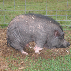 Classic hunched posture in an arthritic pig. Photo: Dr. K. Mozzachio