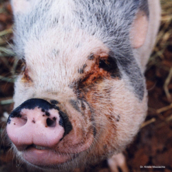 Red-brown ocular discharge is common in pigs. Photo: Dr. K. Mozzachio