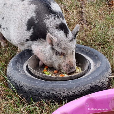 One option for securing food and water bowls.