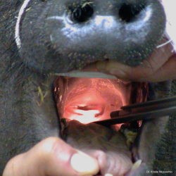 Intubation in a miniature pig; Photo: Dr. K. Mozzachio