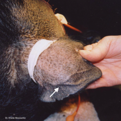 Ear or auricular vein in a potbellied pig. Photo: Dr. K. Mozzachio