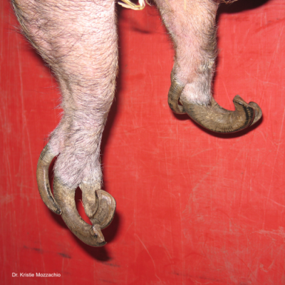 Severe, tubular hoof overgrowth is common in indoor-only pigs. Photo: Dr. K. Mozzachio