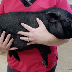 Restraint of small to medium-sized miniature pig; Photo: Dr. K. Mozzachio 