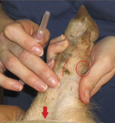Medial aspect of the forelimb of a miniature pig. The curved red line delineates the carpal glands, which often bear visible brown discharge. The red circle identifies the accessory carpal bone. The groove that lies along the radius/ulna is faintly visible as a depression between bone & musculature. 
