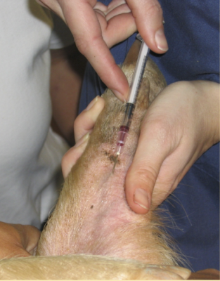 Blood is collected from the radial vein of a miniature pig. The needle is inserted along the groove, parallel to the radius and ulna. The most distal part of the vein lies in the region of the carpal glands which appear as a dark brown smudge on the skin just distal to needle insertion point in the image. Note: Since this pig is white-skinned and fairly young, the vein under the skin is visible, but this very uncommon.