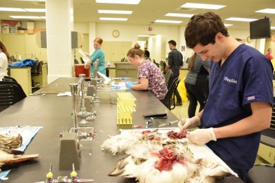 An avian necropsy lab at the University of Pennsylvania is used to instruct veterinary medical students on this important technical skill.
