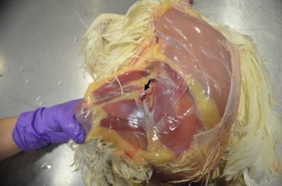 Expose the femoral head.