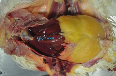 Examine the liver for changes in color, size, shape, and consistency. 