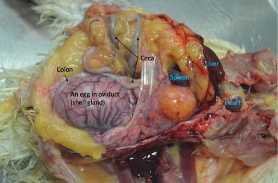 Move the intestines to right side of the bird to expose the spleen, which is covered with fat in this case.