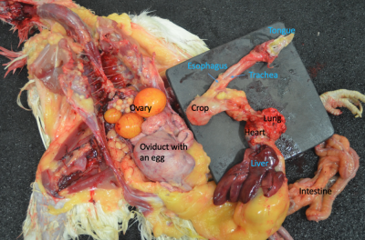 Organs in situ