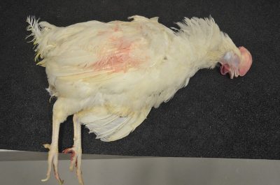 Perform an external exam of the patient, before beginning the necropsy.