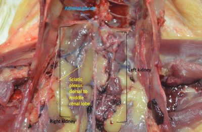 The kidneys appear as red-brown, lobulated structures within the synsacrum, which are outlined by brackets.