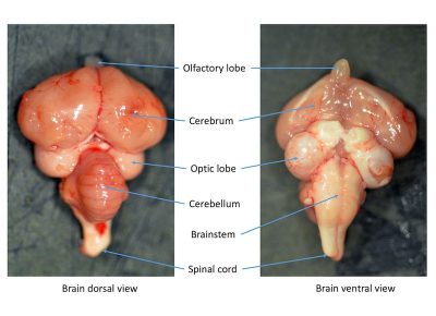 Dorsal and ventral views of the chicken brain.