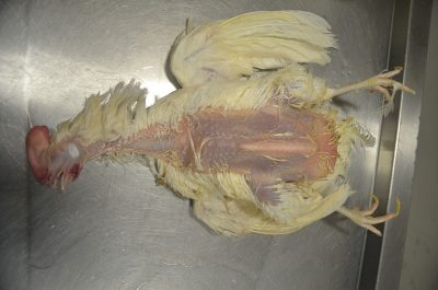 Place the bird dorsal recumbency. Optionally, pluck feathers on the ventrum. 