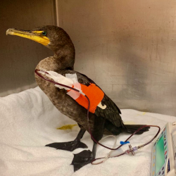 Cormorant receiving transfusion