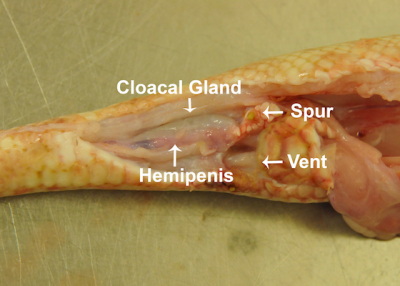 Paired cloacal scent glands or musk glands are present within the tail base, dorsal to the hemipenes. 