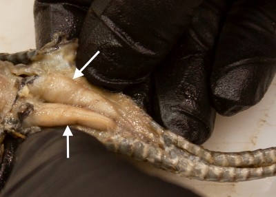 The hemipenes (arrows) are paired intromittent sexual organs present in male snakes. The hemipenes are invaginated within pouches in the ventral tail base, frequently giving the male tail base a wider and straighter appearance when compared to females.