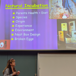 Dr. April Romagnano presents a talk on avian incubation at Tufts University Cummings School of Veterinary Medicine.