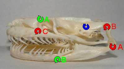 Lateral view of the skull of a Burmese python (Python molurus), with visible kinetic joints.