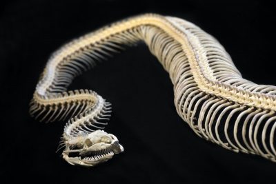 Snakes have between 180 to more than 400 vertebrae. All vertebrae except the first two cervical bones bear mobile ribs. There is no sternum. Instead the ventral aspect of each rib is attached by muscle to the ventral scales.