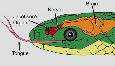 he forked tongue delivers odor particles to the vomeronasal or Jacobson’s organ located in the roof of the mouth.