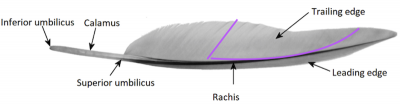 Driggers feather diagram