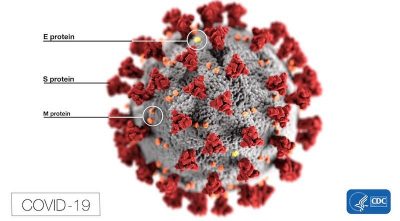 Coronaviruses possess crown-like spike (S) proteins on their surface