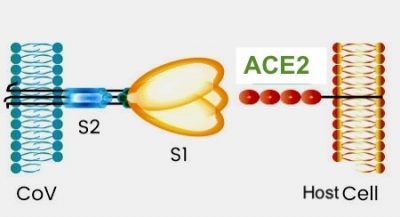 A small receptor binding domain on the S1 subunit of the spike (S) protein binds with the host cell receptor, angiotensin-converting enzyme 2. The receptor binding domain displays a concave surface during this interaction with the receptor.