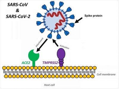 In addition to the host cell receptor angiotensin-converting enzyme 2 (ACE2), the host tissue must express a specific endogenous protease (TMPRSS2) that activates fusion of the virus receptor binding domain with the host cell membrane receptor binding site.