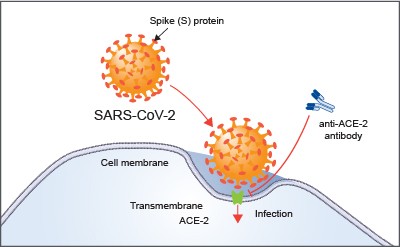 ACE-2 is the host cell receptor responsible for mediating infection by SARS-CoV-2. Treatment with anti-ACE-2 antibodies disrupts the interaction between virus and receptor.