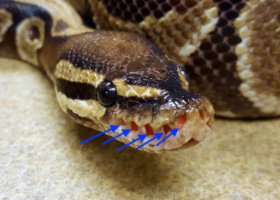 Heat-receptive labial pit organs (arrows) are found in all pythons and some boas.