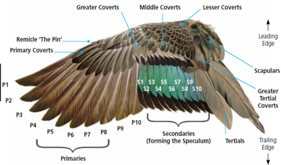 Flight Mechanics & Ethical Concerns Quiz | LafeberVet