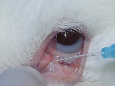 The rabbit possesses one, large lacrimal punctum located within the inferior eyelid