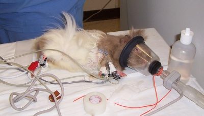 An anesthetist monitors this guinea pig premedicated with buprenorphine and midazolam, then mask induced and maintained on sevoflurane anesthesia