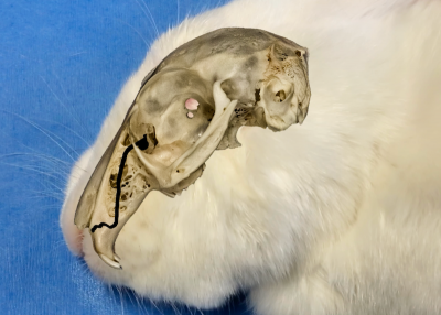 The rabbit nasolacrimal duct is relatively long and narrow with a tortuous course