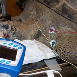 Turtle electrogardiography