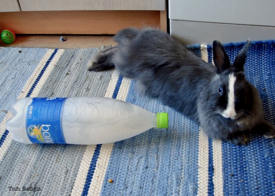 rabbit cool bottle Baugis