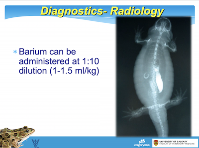 diagnostics radiology slide