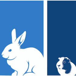 AEMV cropped square rabbit gpig