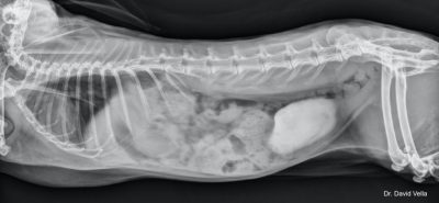 Rabbit lateral view urinary sludge Vella
