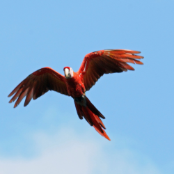 flying macaw
