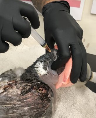 Injection into the occipital sinus in an anesthetized pigeon. Note the blood in the needle hub, ensuring correct placement.