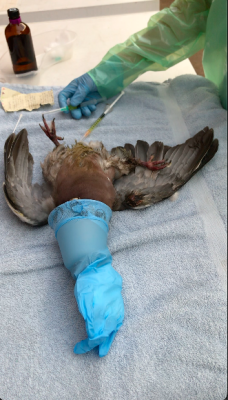 Field euthanasia using isoflurane-soaked cotton wool in a sealed face mask.