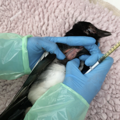 Visualizing the jugular vein in a sedated magpie