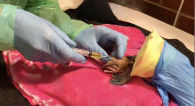 Intrahepatic injection of an anesthetized nestling