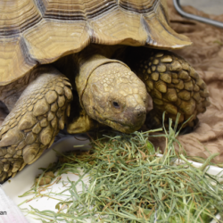 Tortoise eating hay Resa McLellan