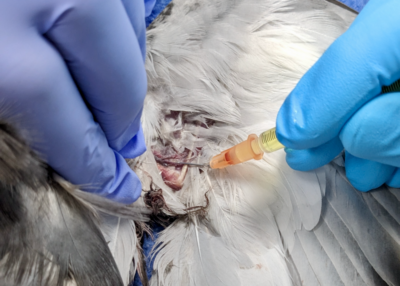 Injection of the basilic or ulnar vein 